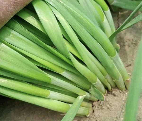 韭菜割後長勢差，做好以下幾點，韭菜定能長得、粗壯而長、產量高