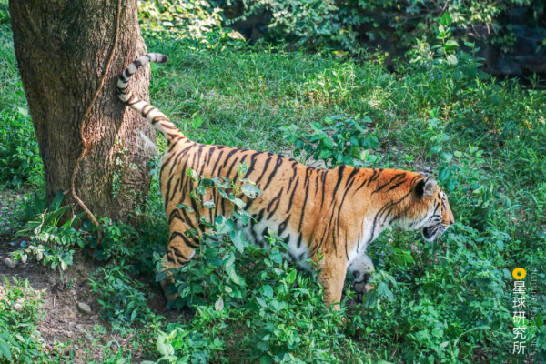 &quot&semi;meng&quot&semi;虎出山，虎年新春帶你看老虎的前世今生