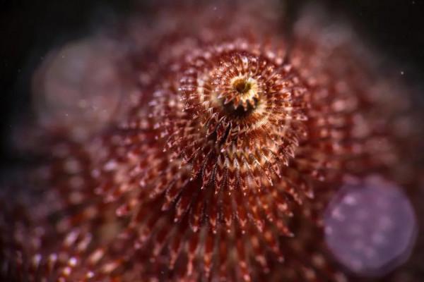 海洋探索｜海底綻放的&OpenCurlyDoubleQuote;聖誕樹&rdquo;&mdash;&mdash;大旋鰓蟲