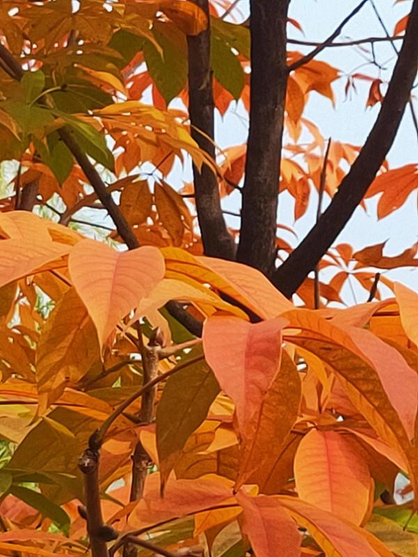 膠州之行_龍門古街