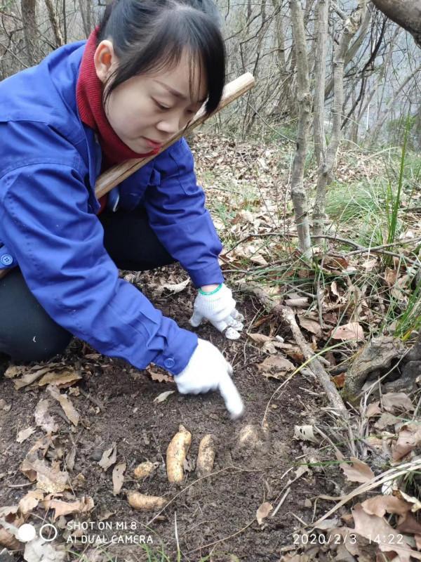 野生天麻與人工種植天麻的區別及特徵