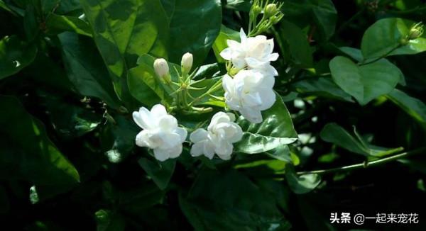 春天養茉莉花有&OpenCurlyDoubleQuote;5忌&rdquo;，即使避開夏天開爆花，香味清新惹人愛