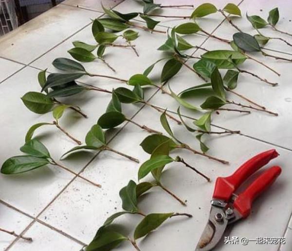 4種花別再花錢買，給鄰居討個枝插土裡，20天就能長出大白根