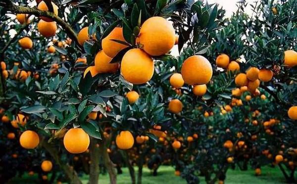 花園裡種什麼樹:這12種果樹,花園種上幾株,家裡水果多到吃不完 花園裡種什麼樹:這12種果樹,花園種上幾株,家裡水果多到吃不完