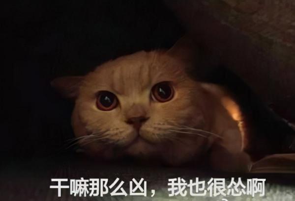 喵星人可愛表情包來了