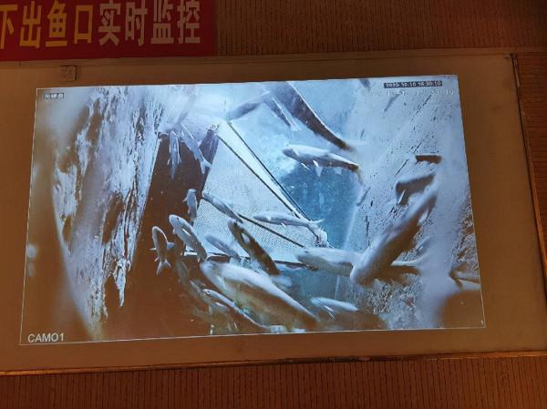 農家父子屋內挖井挖出財富，把家打造成收門票的景點，年入30多萬