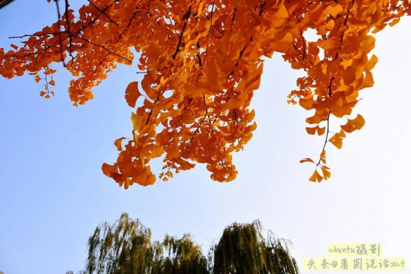 河北青龍:銀杏金黃風光美 河北青龍:銀杏金黃風光美