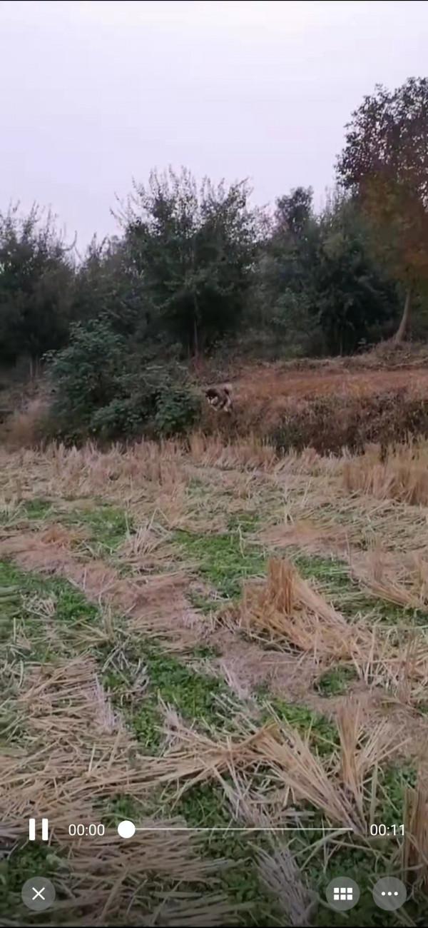 逗比的狗躍式著陸