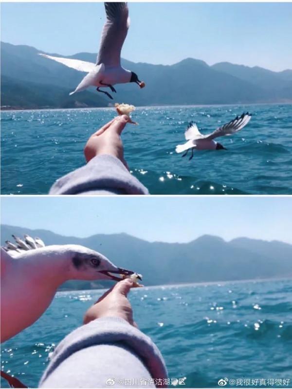 快來，瀘沽湖的冬日精靈，想和你交個朋友！