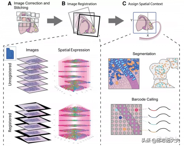 咱就是說，看完這篇文章還不懂空間轉錄組資料分析？