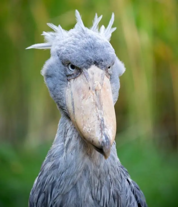 未解之謎：為什麼動物們不愛拍正臉？