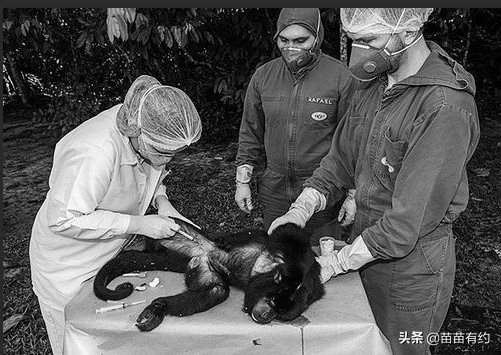 美國曆史學家威廉邁克尼爾：不起眼的病原體，決定一個王朝的興起