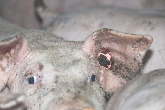 豬場參觀:育肥豬的“電子飼餵站” 豬場參觀:育肥豬的“電子飼餵站”
