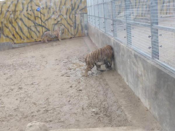 一山不能容二虎，必須兩公兩母