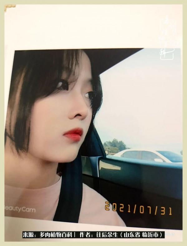 北方有多肉,絕世而獨立!一顧傾人城,再顧傾人國 北方有多肉,絕世而獨立!一顧傾人城,再顧傾人國