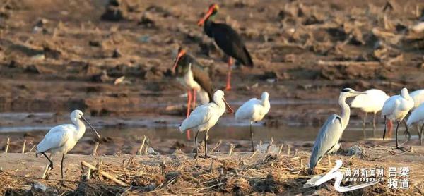 又到候鳥遷徙時