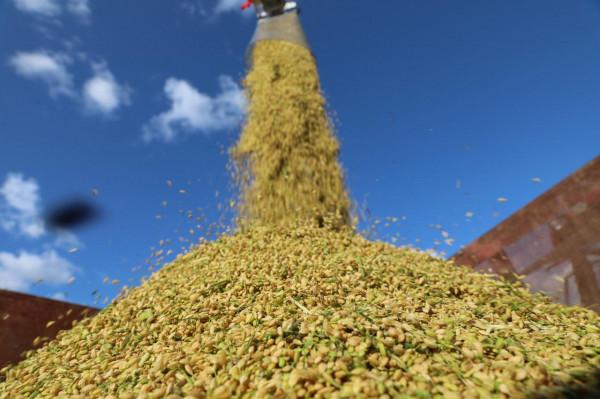 十八連豐背後 在黑龍江現代化國營農場裡 人們都在忙些什麼