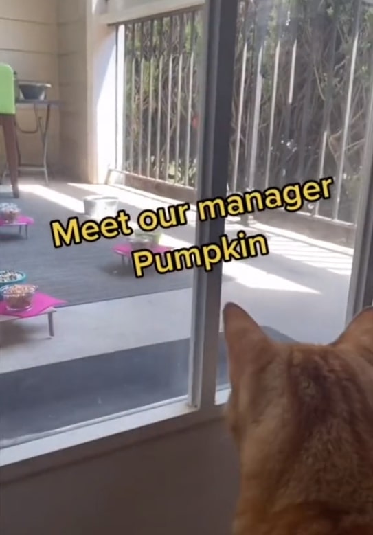 貓咪當店長,松鼠小鳥是食客,美國這個露天迷你咖啡店,太萌了 貓咪當店長,松鼠小鳥是食客,美國這個露天迷你咖啡店,太萌了