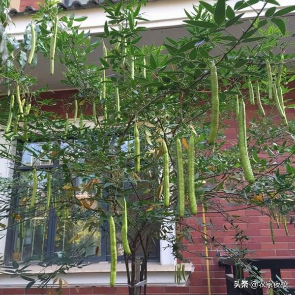 怎麼在陽臺上種小絲瓜 不怎麼管 連續結瓜能吃到冬天