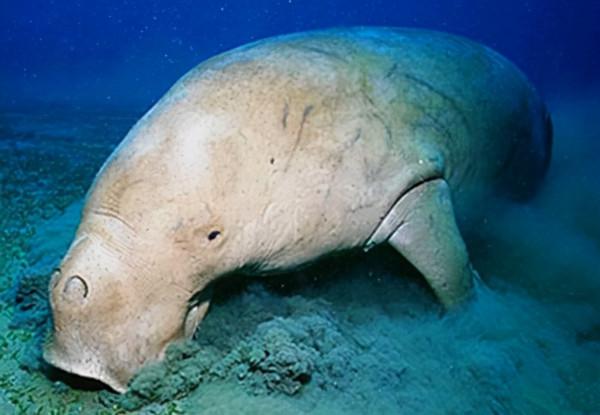 難得一見的哺乳動物 難得一見的哺乳動物