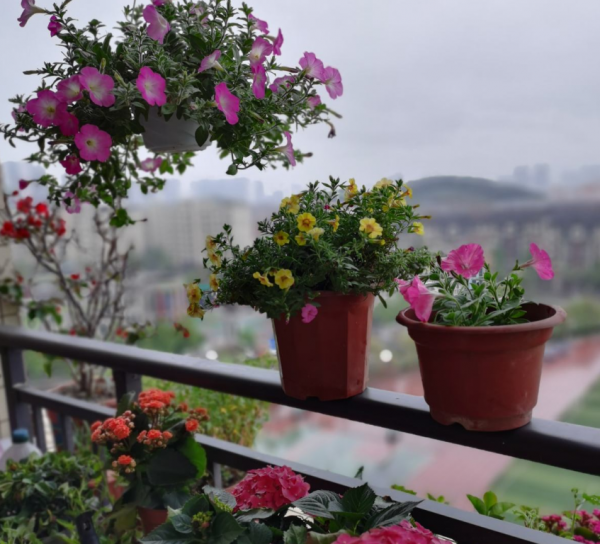 家裡5個地方不適合養花,放一盆死一盆,趕緊搬 家裡5個地方不適合養花,放一盆死一盆,趕緊搬