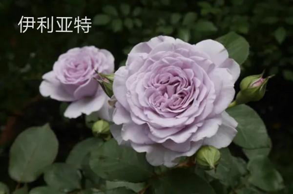 木村卓功及木村系列月季品種（4）