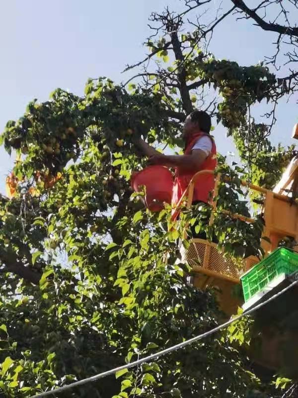 寧夏南長灘:“鋼鐵俠”摘下“軟梨子” 寧夏南長灘:“鋼鐵俠”摘下“軟梨子”