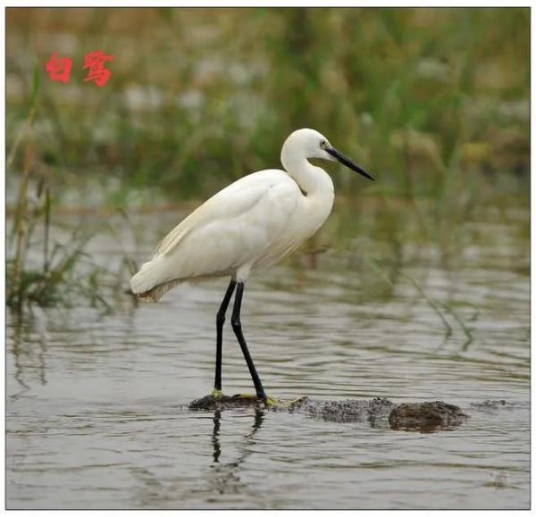 九種只有農村能看到，城市看不到的小鳥兒