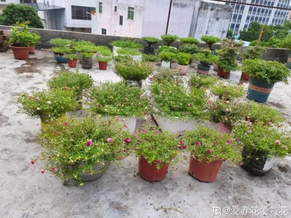 天台花園VS低層庭院，哪裡養花更方便？