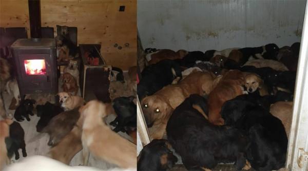 男子繼承母親遺志，20多年救助1000多隻流浪狗