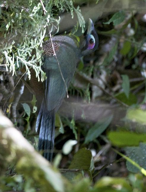 兩種美麗而特殊的鳥類：鷺鶴和蘇門答臘地鵑，是&OpenCurlyDoubleQuote;特化&rdquo;的受害者