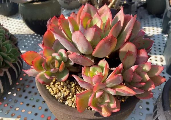 一年一度曬秋時,一年一度曬肉時 一年一度曬秋時,一年一度曬肉時