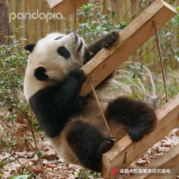 這年頭，沒點才藝還不能當國寶了？