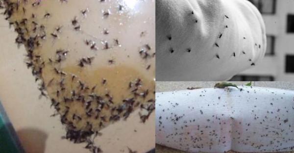 花盆裡小黑飛蟲越來越多怎麼辦？記住這&OpenCurlyDoubleQuote;3招&rdquo;，小飛蟲都死光光