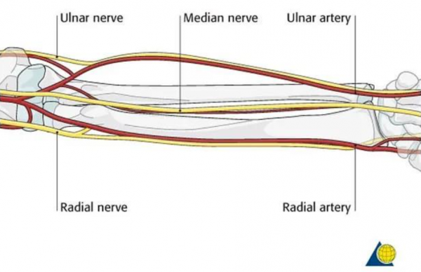 人類仍在進化！2020年研究：手臂長出新血管，會永久進化嗎？