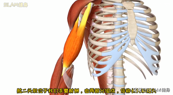 如何有效地練好肱二頭肌？5個動作讓手臂 充滿力量感