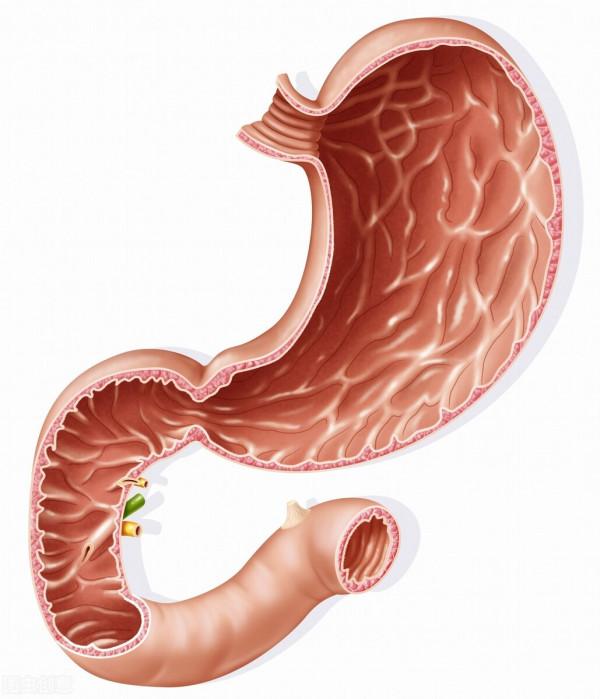 你瞭解小腸嗎?它都有什麼功能呢?聽韓大夫給你講講 你瞭解小腸嗎?它都有什麼功能呢?聽韓大夫給你講講