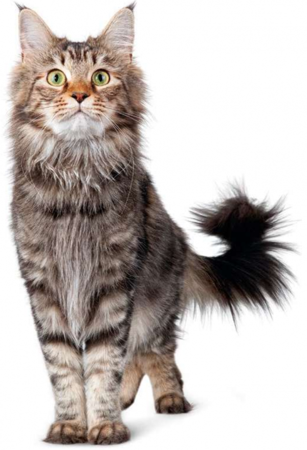 貓咪，長得可愛了不起呀——確實了不起