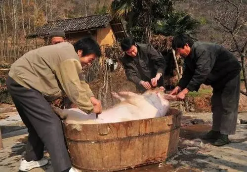 小時候殺年豬的記憶 小時候殺年豬的記憶