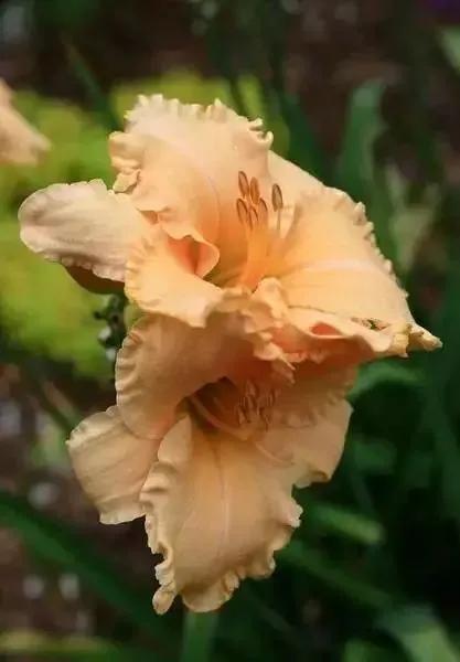世界上100種奇花，你見過的有哪些