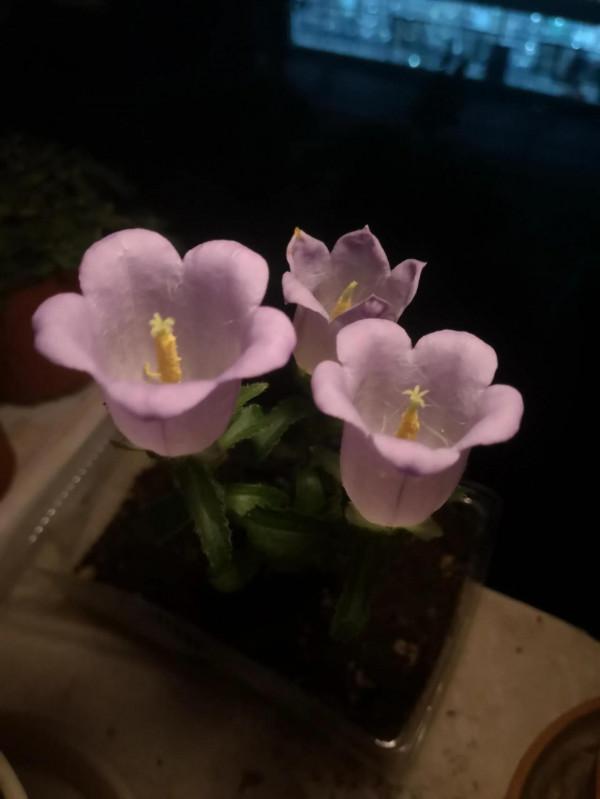 我在宿舍養植物 我在宿舍養植物