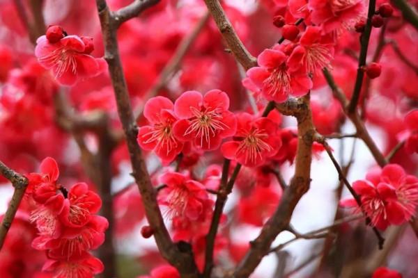 冬天的京都，去這些地方玩會更有趣