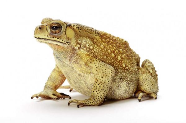 動物世界大全 第三章 兩棲動物(一)圖文解析每天為你展現動物知識 動物世界大全 第三章 兩棲動物(一)圖文解析每天為你展現動物知識