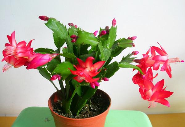 七大“美麗花”,冷天不能多澆水,多曬“少管”更健壯 七大“美麗花”,冷天不能多澆水,多曬“少管”更健壯