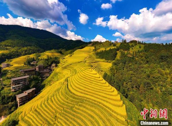 廣西龍勝：金秋龍脊引客來