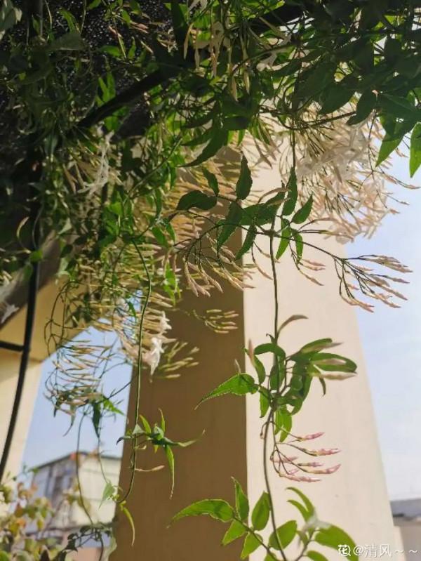 高溫環境下養花,要選對品種,可以試試這6種 高溫環境下養花,要選對品種,可以試試這6種