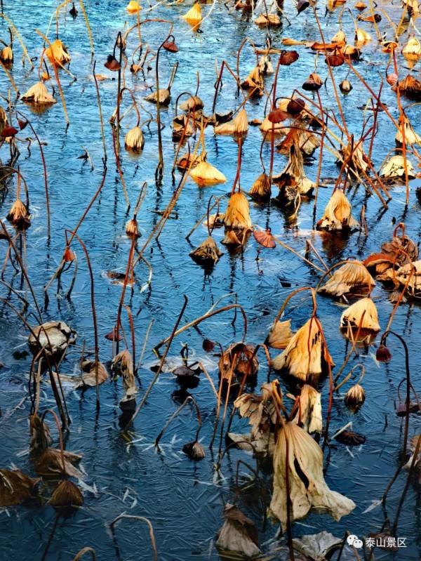 泰山腳下賞殘荷之美