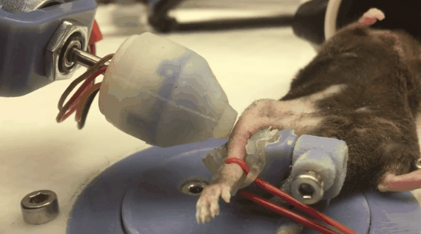 按摩有效得到科學證實!科學家首次揭示按摩促進肌肉修復的原理 按摩有效得到科學證實!科學家首次揭示按摩促進肌肉修復的原理