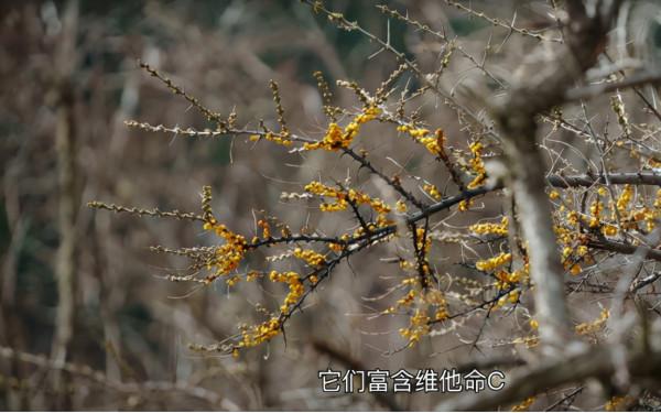 是第一次也是最後一次見到雪，鍾漢良新綜翻越夾金山，致敬先輩