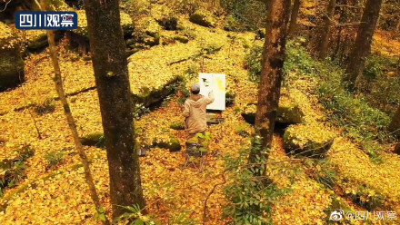 滿屏金黃太治癒!百年銀杏把秋色渲染到了極致 滿屏金黃太治癒!百年銀杏把秋色渲染到了極致